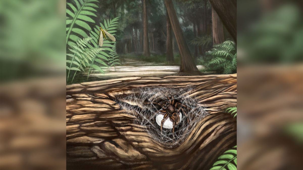 <i>Xiaoran Zuo</i><br/>This illustration shows a female lagonomegopid spider guarding her egg sac in a Cretaceous forest.