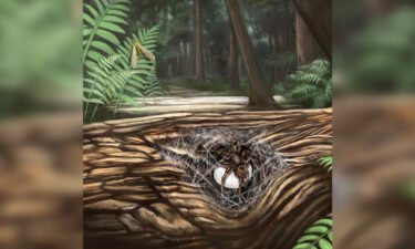 This illustration shows a female lagonomegopid spider guarding her egg sac in a Cretaceous forest.