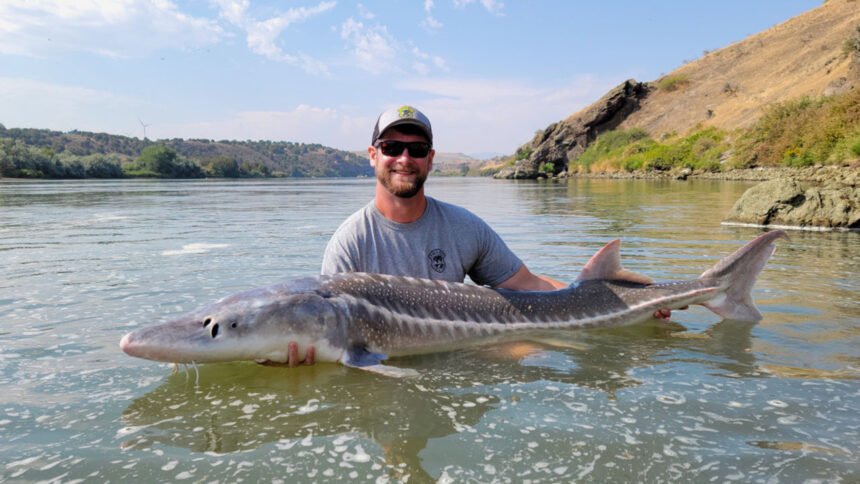 Ben Anderson : Idaho Fish and Game Nate Tillotson, Fish Tech with the Magic Valley Region with a white sturgeon in the Snake River 2021