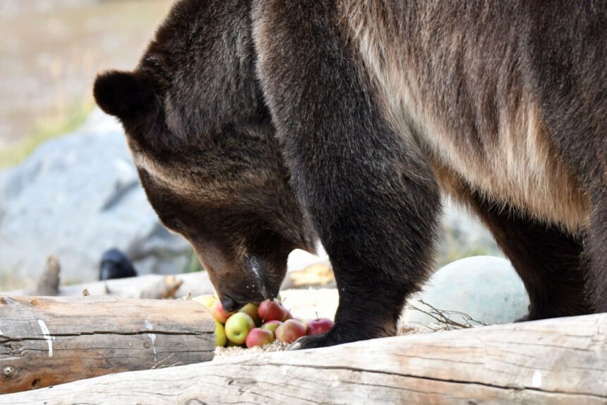 Grizzly and Wolf Discovery Center Discovery Center Bear eating apples