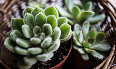 20 tips to help your houseplants survive the winter