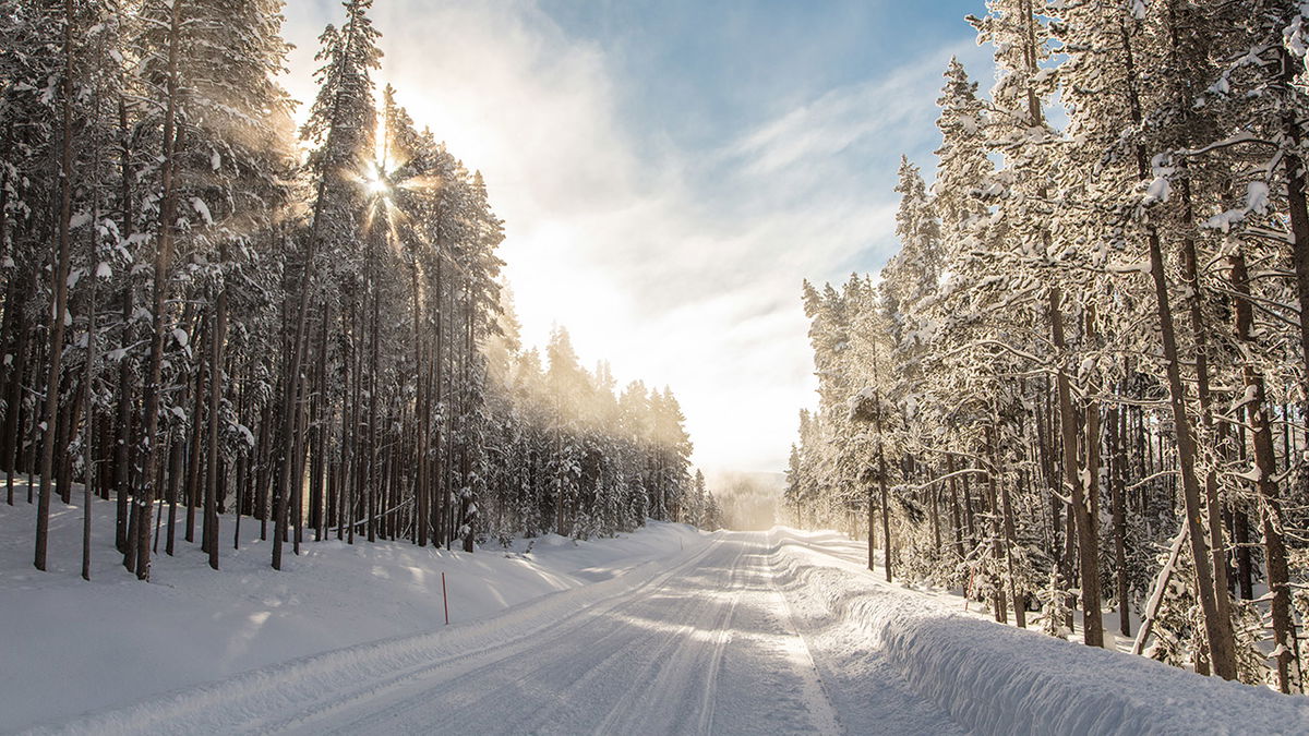 Sun shining through the trees on Grand Loop Road in winter.