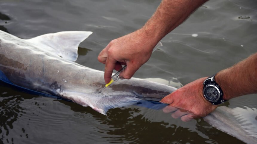Terry Thompson:Idaho Fish and Game Fisheries technicians from the Magic Valley Region insert a PIT tag into a white sturgeon in the Snake River August 2021