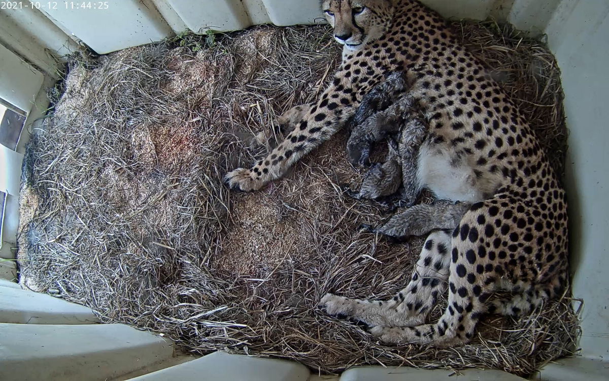 <i>Smithsonian Conservation Biology Institute</i><br/>Animal lovers can see the new cubs via a live webcam.