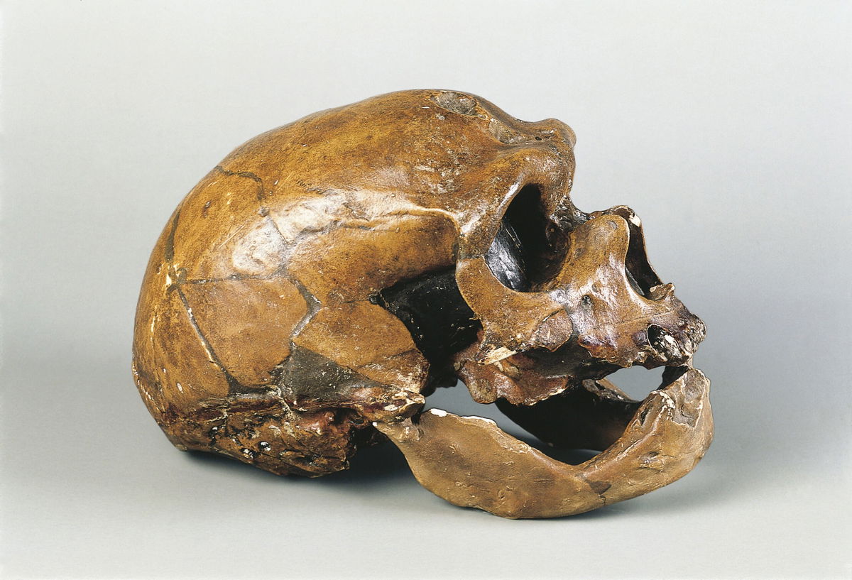 <i>DEA/G. CIGOLINI/De Agostini/Getty Images</i><br/>The skull of a Neanderthal man known as the
