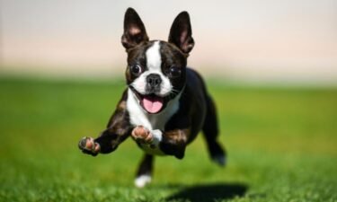 Fastest dogs in the world