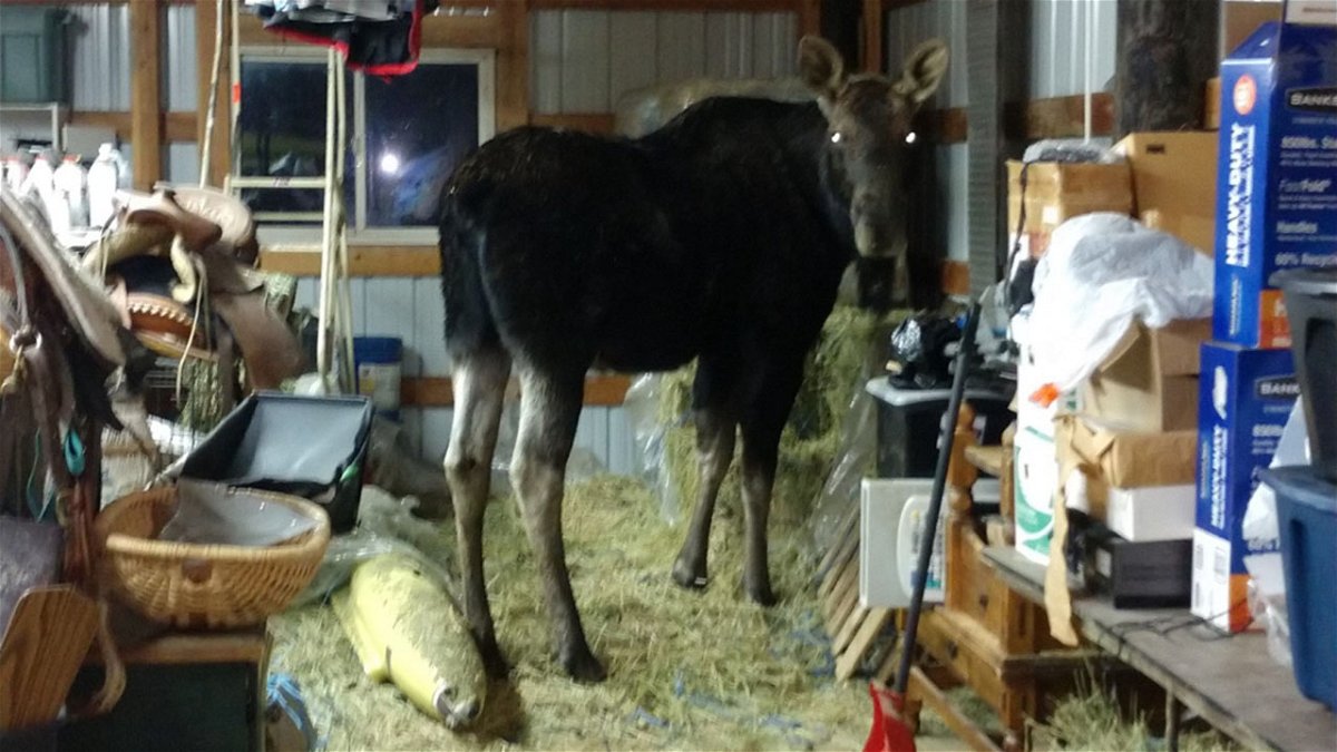 Bull moose in North Idaho resident's barn.