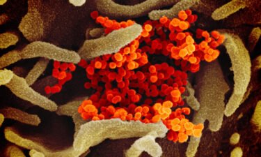 WHO chief scientist says it's too early to conclude Omicron coronavirus variant leads to mild illness. This scanning electron microscope image shows SARS-CoV-2 (orange)—also known as 2019-nCoV