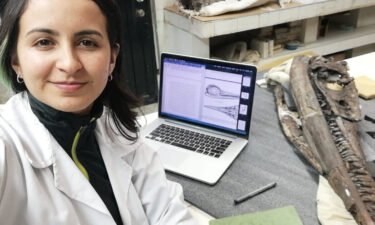 Doctoral candidate Dirley Cortés analyzed the ichthyosaur's skull to determine it was incorrectly classified.