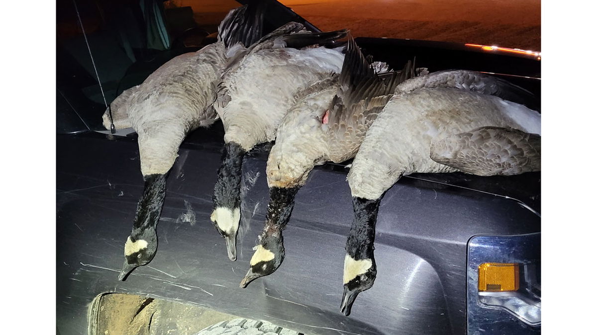 In Dec. 2021, four dead geese were left to waste in a dumpster in the southeast Idaho town of Franklin.