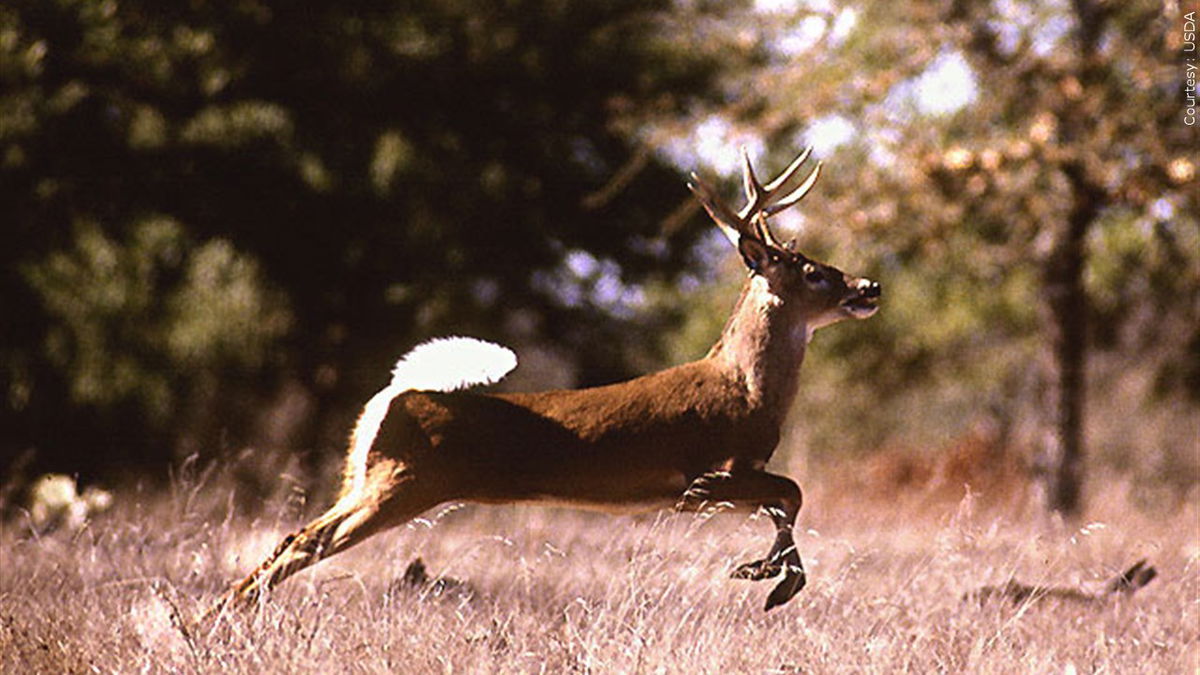 White-tailed deer (file)