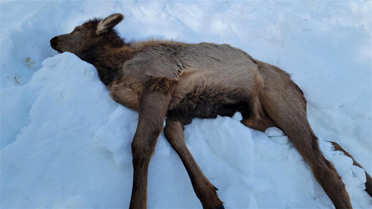 Elk calf that died from eating toxic yew in the Wood River Valley January 19, 2022