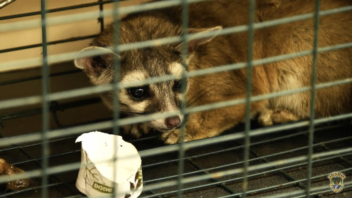 Rare to Idaho, a ringtail was recently found in Twin Falls, and you can ...