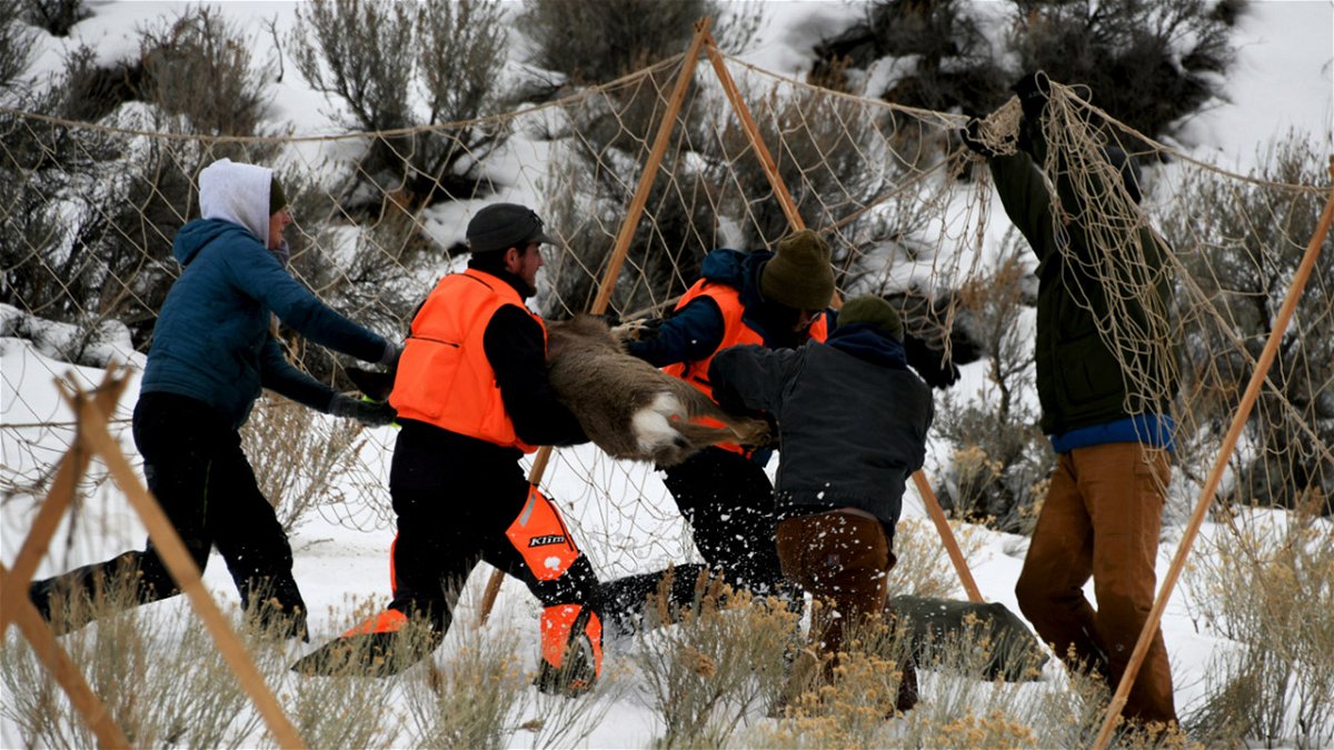 Moving a collared mule deer away from the capture nets before releasing in the Shirley Creek drainage, Magic Valley Region, January 2022