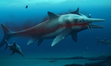 An artistic reconstruction of what the ichthyosaur may have looked like.
