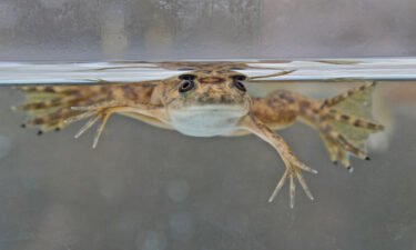 An African clawed-frog (Xenopus laevis) is shown here. It was not part of the research.