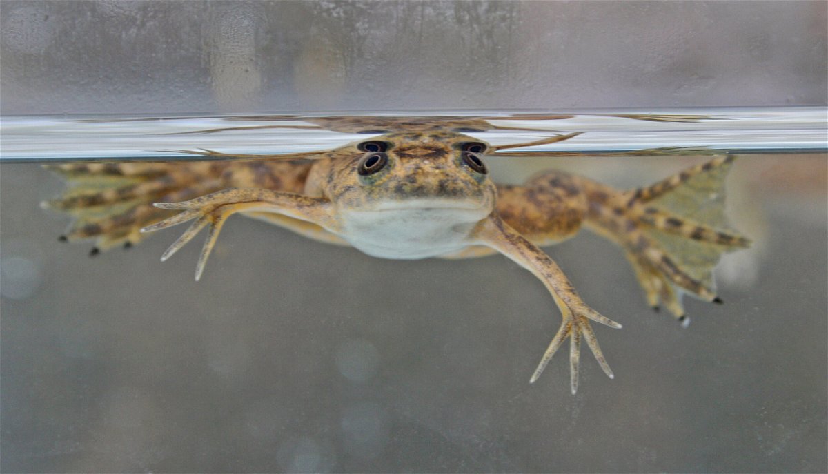 <i>Adobe Stock</i><br/>An African clawed-frog (Xenopus laevis) is shown here. It was not part of the research.