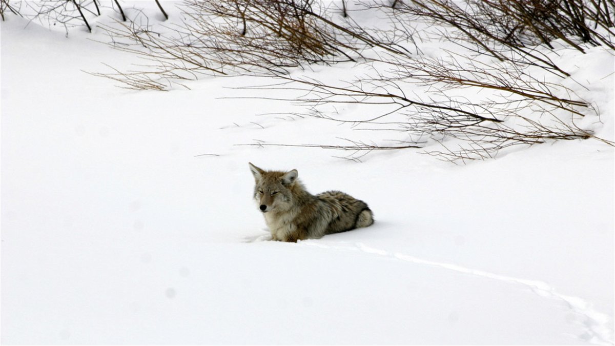 coyote laying in snow February 2008