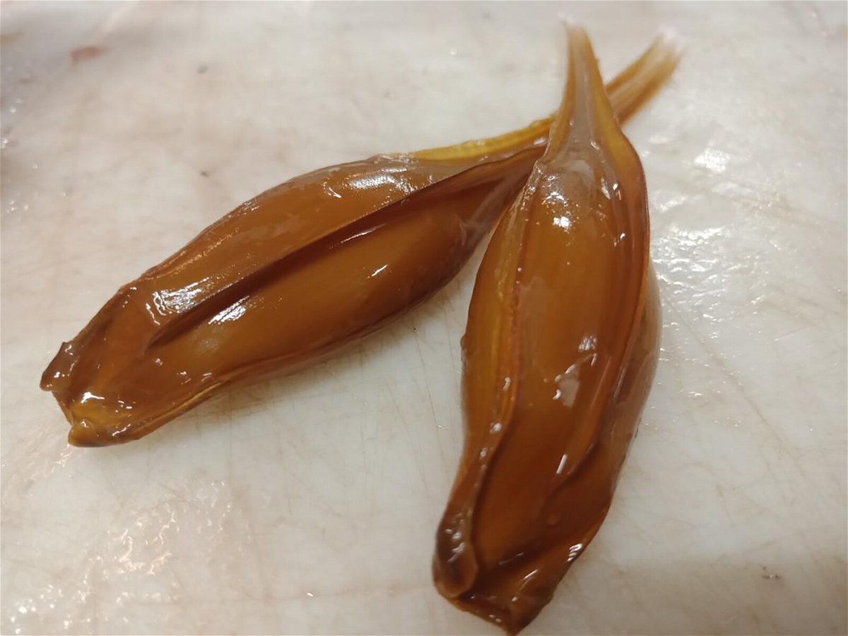 <i>Dr Brit Finucci/NIWA</i><br/>Ghost shark egg capsules are pictured.