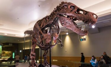 A new analysis of the bones and teeth of 37 T. rex specimens suggests that the dinosaur might need to be regrouped into three separate species.