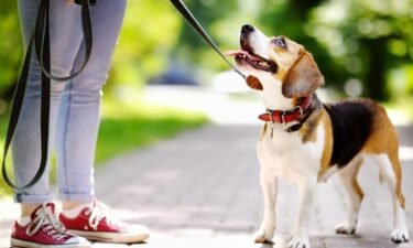 Dog park best practices for new dog owners