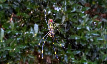 Jorō spiders weave golden webs in open areas such as some hiking and biking paths.