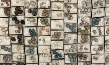 A drawer of eggs in the Field Museum's collection is pictured.