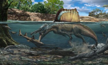 Spinosaurus hunting a large underwater sawfish.