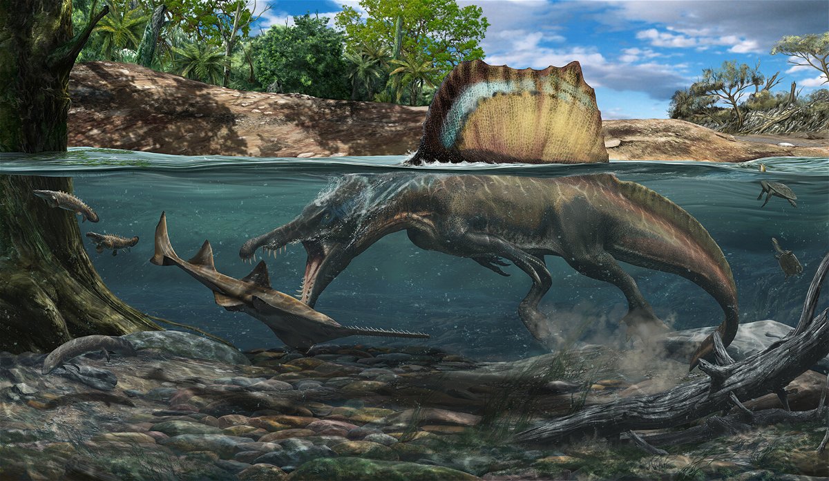 <i>Davide Bonadonna</i><br/>Spinosaurus hunting a large underwater sawfish.