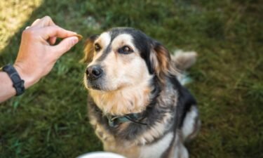 Basic dog training you can do at home
