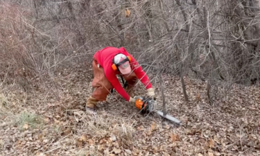 Volunteer cuts down tree at City Creek on Saturday