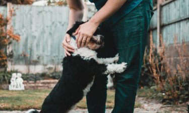 5 statistics about the COVID-19 pet adoption surge