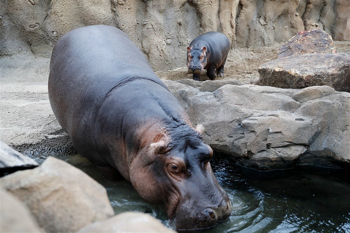 <i>John Minchillo/AP</i><br/>Fiona the hippo