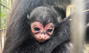 A spider monkey was born at the Brevard Zoo in Florida with what looks like the bat signal across his face.