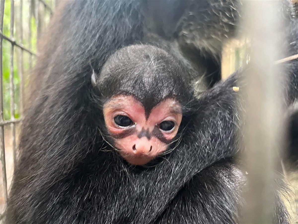 <i>Brevard Zoo</i><br/>A spider monkey was born at the Brevard Zoo in Florida with what looks like the bat signal across his face.