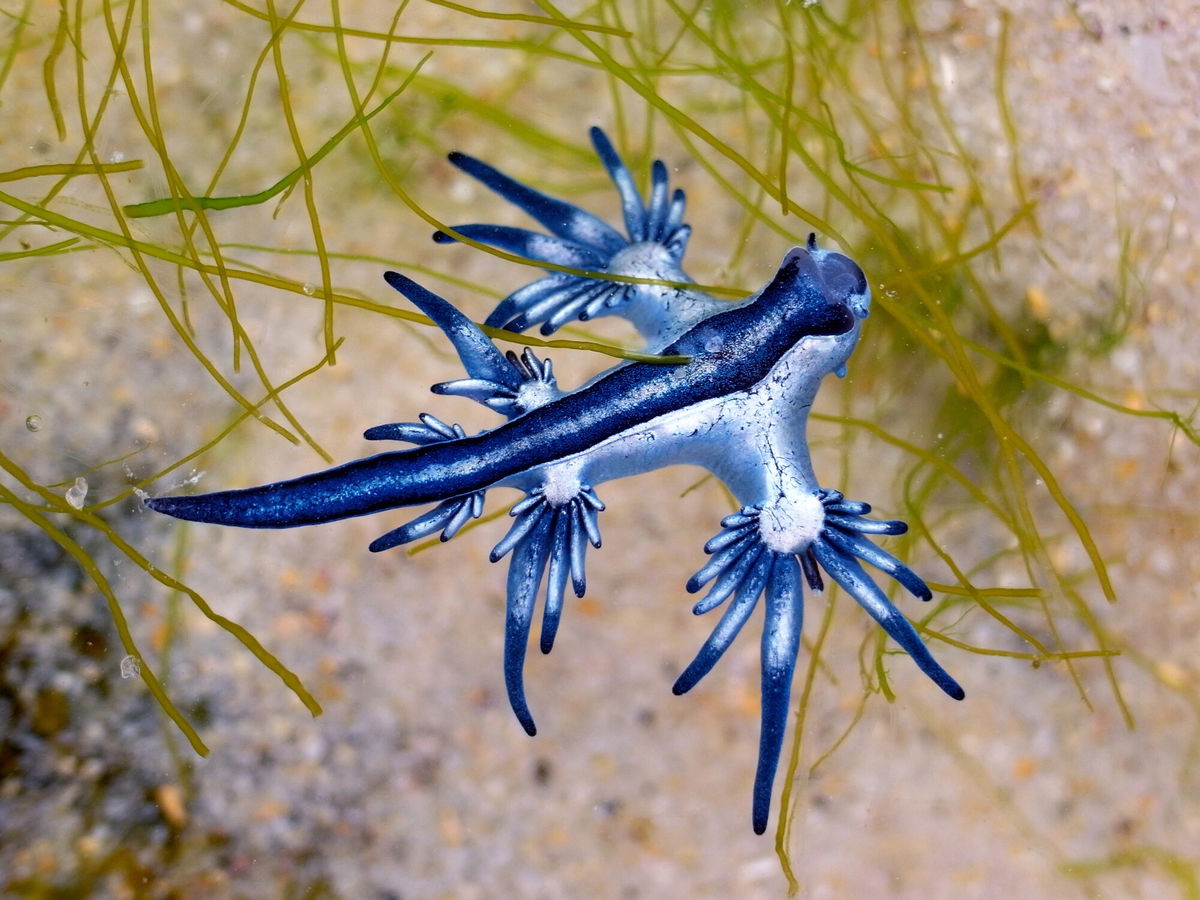 <i>Adobe Stock</i><br/>Glaucus atlanticus