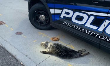 A seal was found in a traffic circle in Southampton