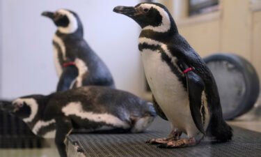 Magellan penguins stand in their enclosure at the Blank Park Zoo on April 5  in Des Moines