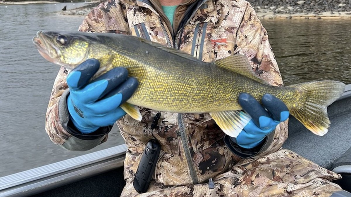 Angler holds up a walleye caught in Lake Cascade on May 7, 2022. This is the second illegally-stocked walleye confirmed to be caught out of Lake Cascade.
