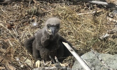 The baby eagle was safely returned to its nest by ecologist Peter Sharpe.