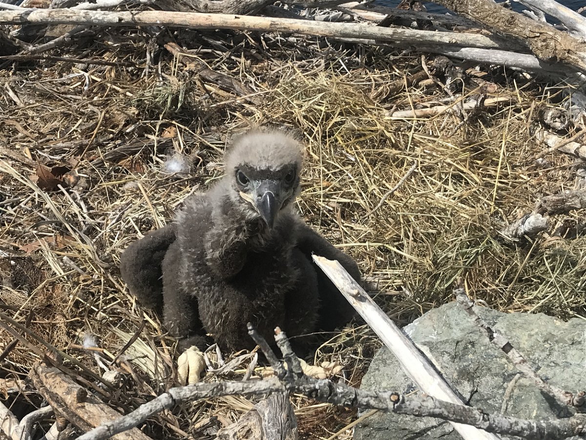 <i>Peter Sharpe/Institute for Wildlife Studies</i><br/>The baby eagle was safely returned to its nest by ecologist Peter Sharpe.