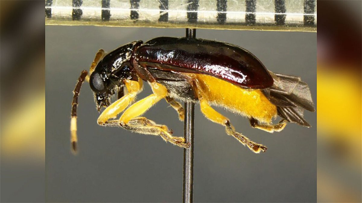 <i>US Customs and Border Protection</i><br/>The Cochabamba sp. beetle was discovered by US Customs and Border Protection agriculture specialists at the Pharr International Bridge.