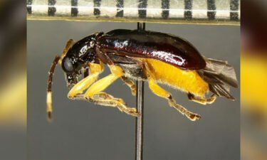 The Cochabamba sp. beetle was discovered by US Customs and Border Protection agriculture specialists at the Pharr International Bridge.
