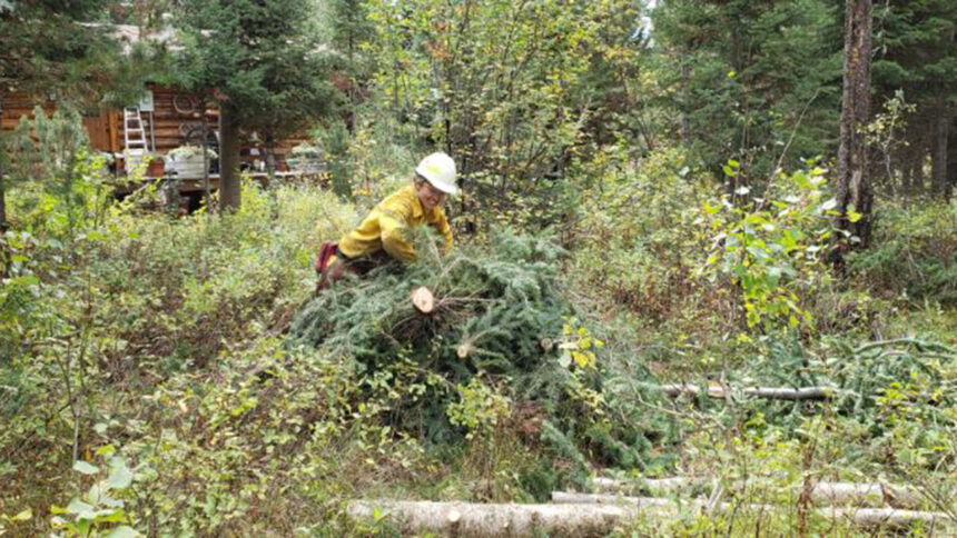 Caribou-Targhee National Forest continues fuels reduction project in the Alpine area1