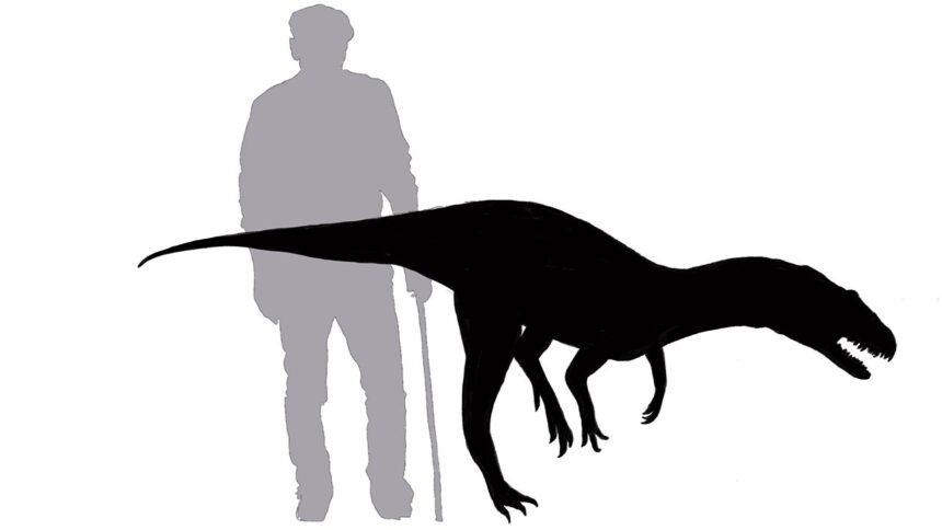 The silhouette showing the approximate size of a Tyrannosaurus-like dinosaur