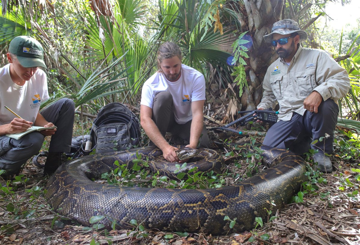 <i>Conservancy of Southwest Florida</i><br/>Wildlife biologists from the Conservancy of Southwest Florida caught a female Burmese python weighing 215 pounds (97.5 kg) by tracking a male scout snake.