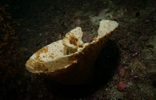 Shocking images have emerged from New Zealand showing millions of once-velvety brown sea sponges bleached bone white