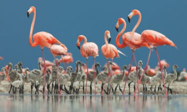 The Caribbean flamingo lives in salty wetland and coastal waters around Mexico