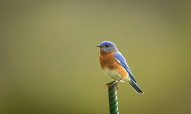 DNA testing of the eggs of the eastern bluebird revealed that a nest of eggs can have many fathers.