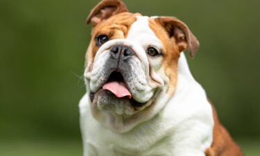 Veterinarians are calling on animal lovers to stop buying English bulldogs